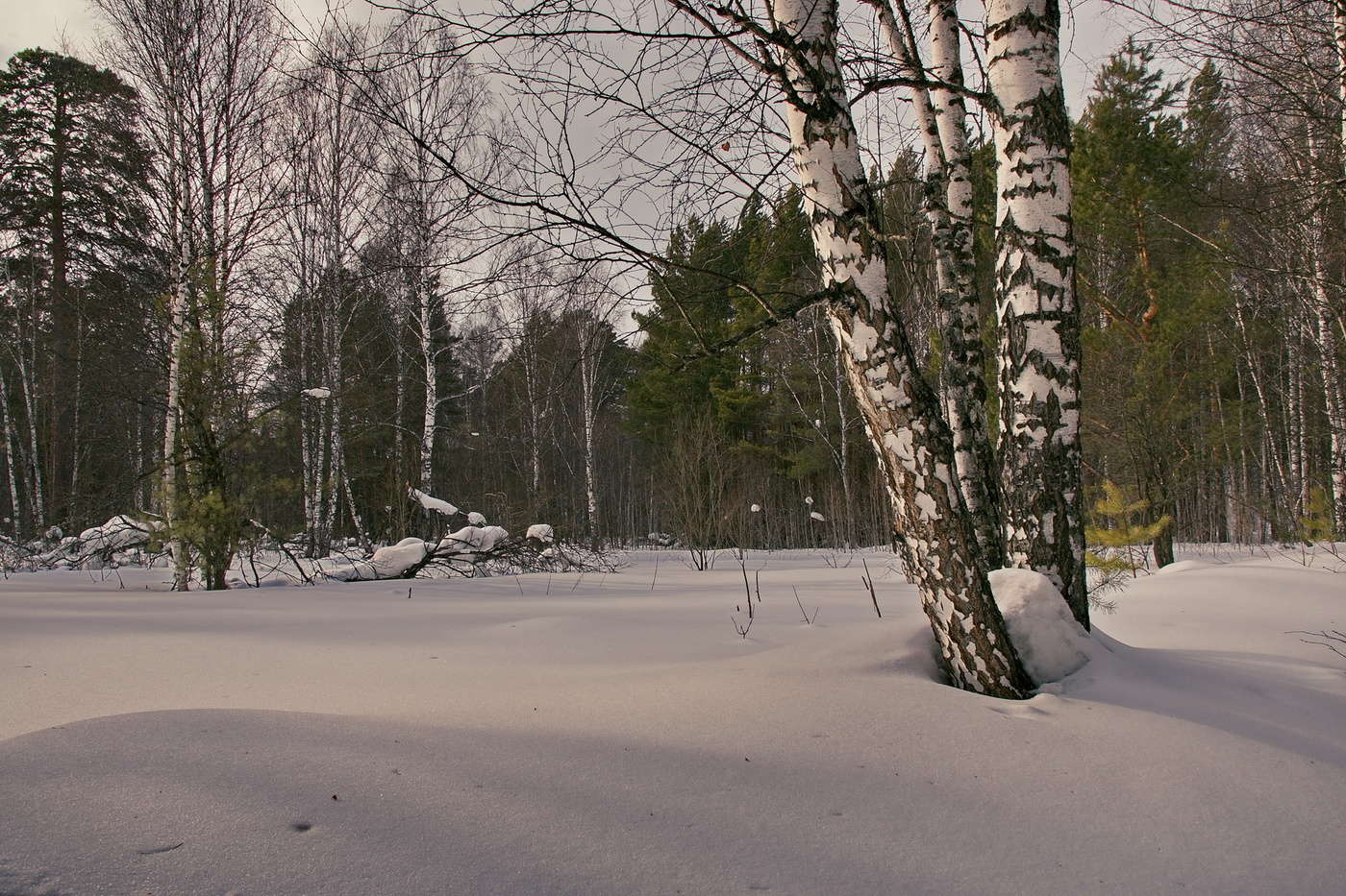 Мартовский лес.