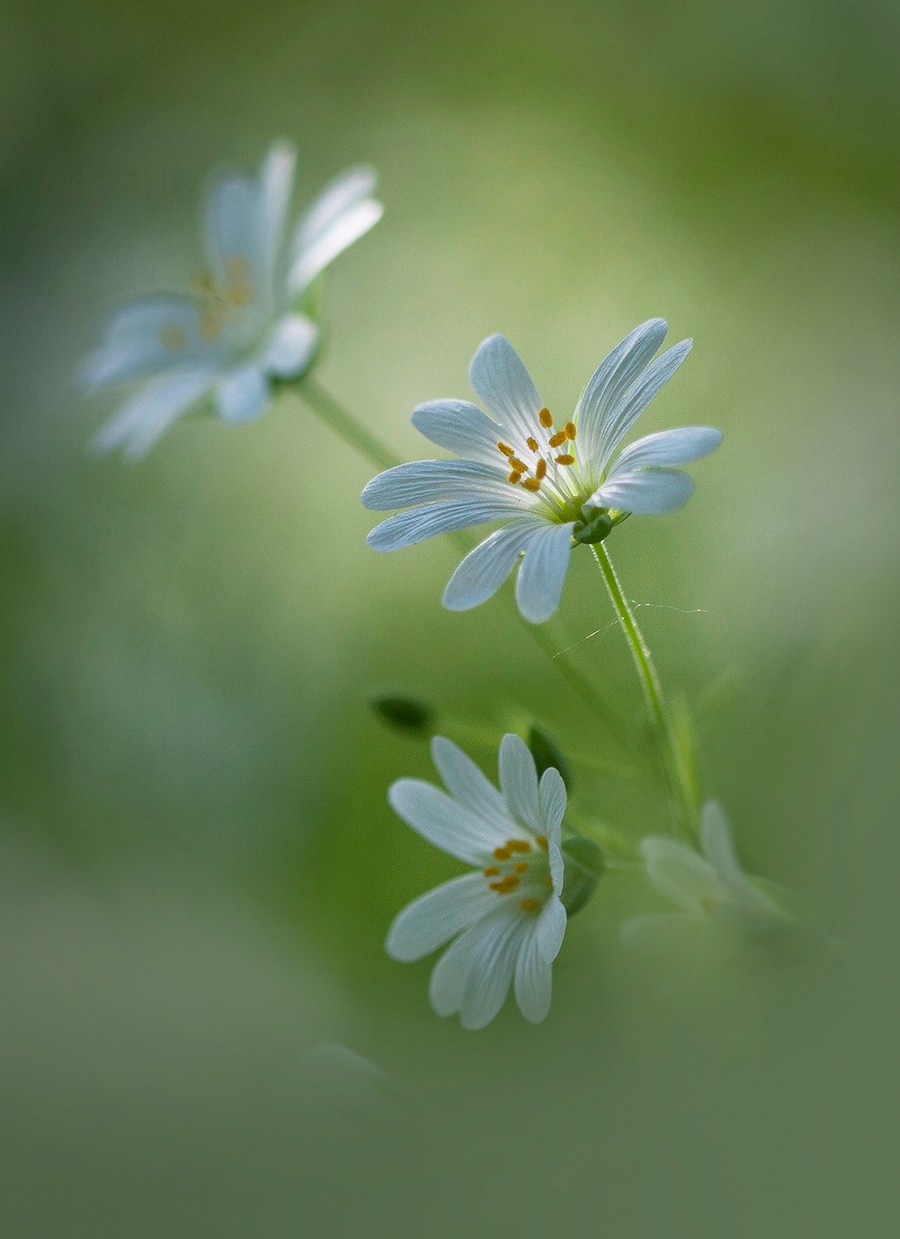 Незаметная красота