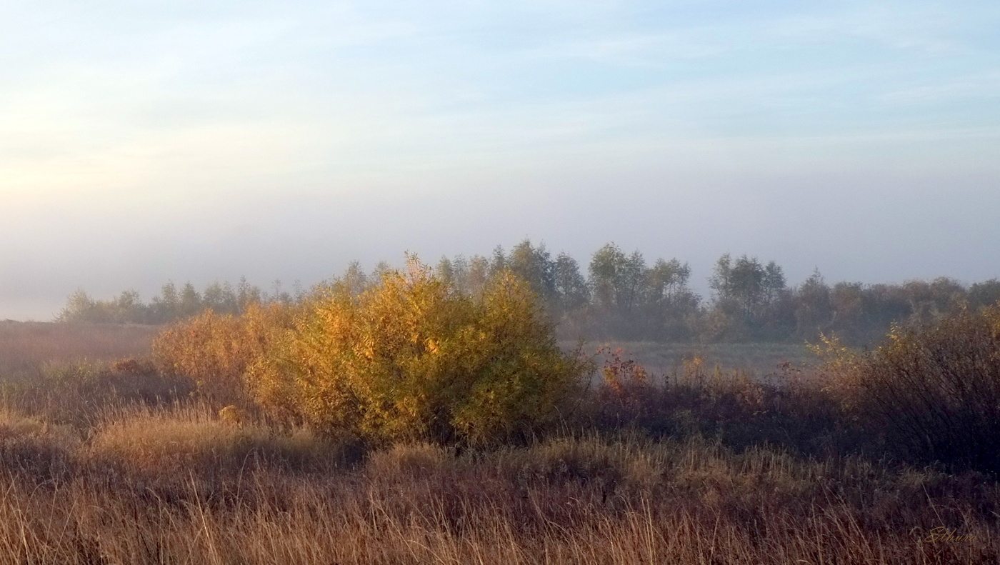 Осенний кустик.