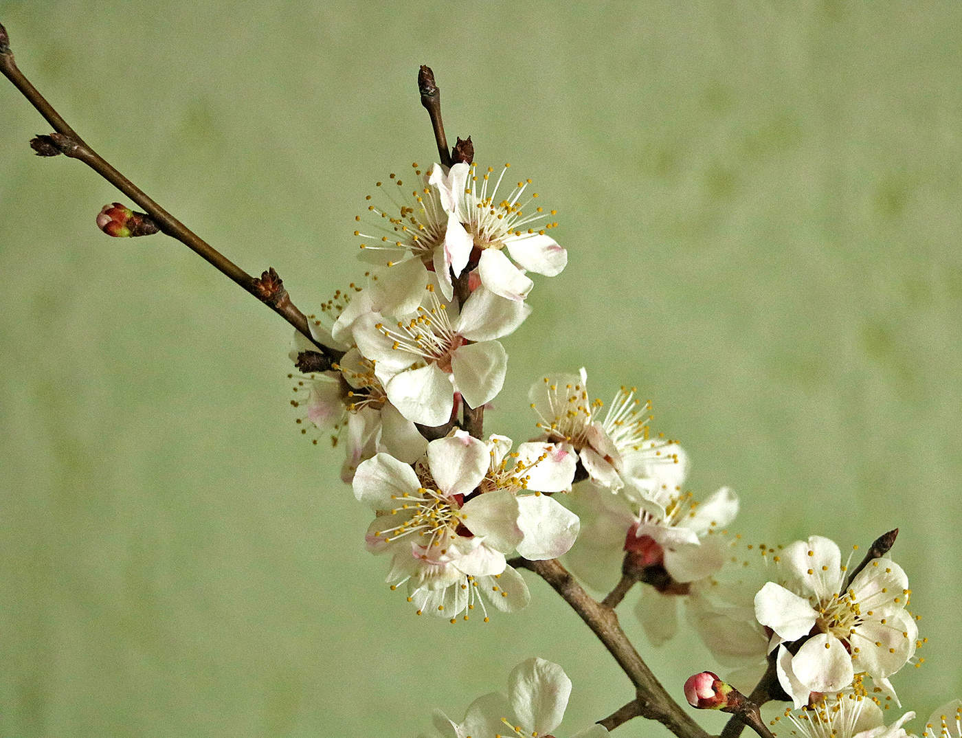 Вот и урюк расцветает уже...