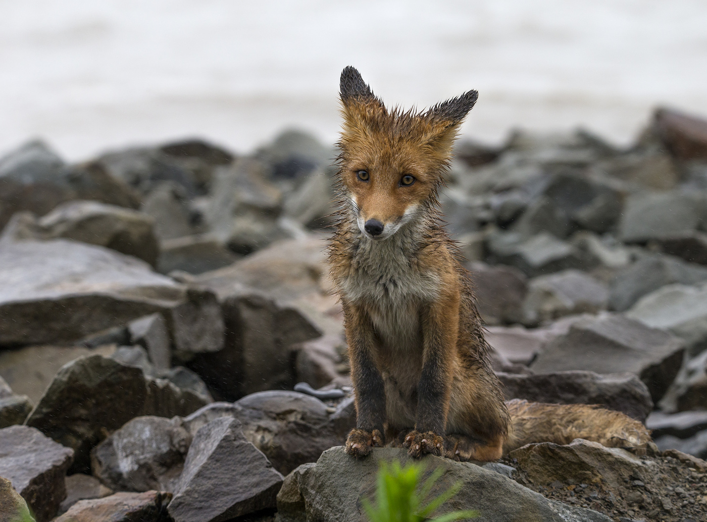В начале взрослой жизни