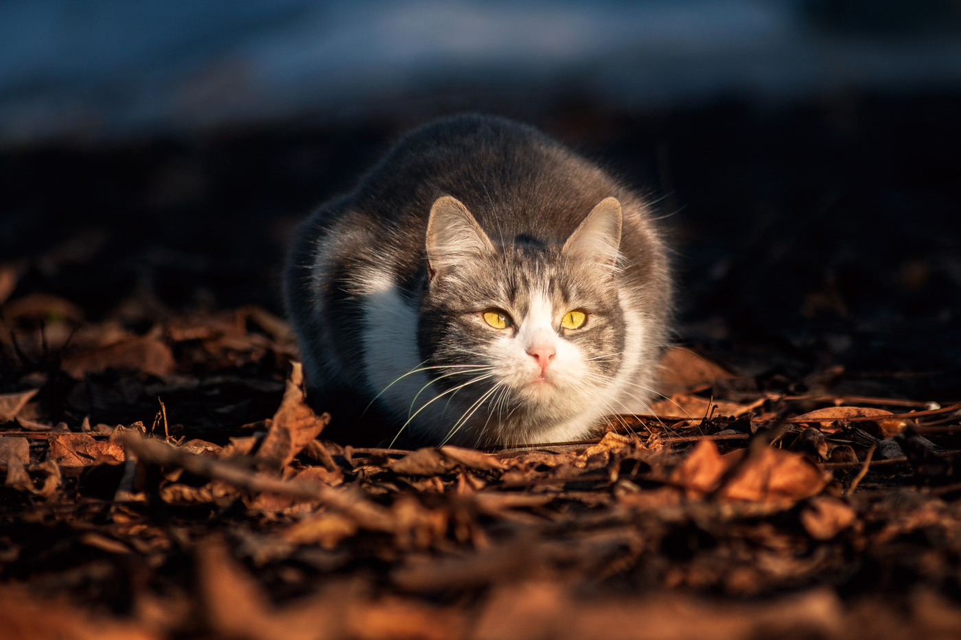 Идёт охота - кто попал, тот пропал!