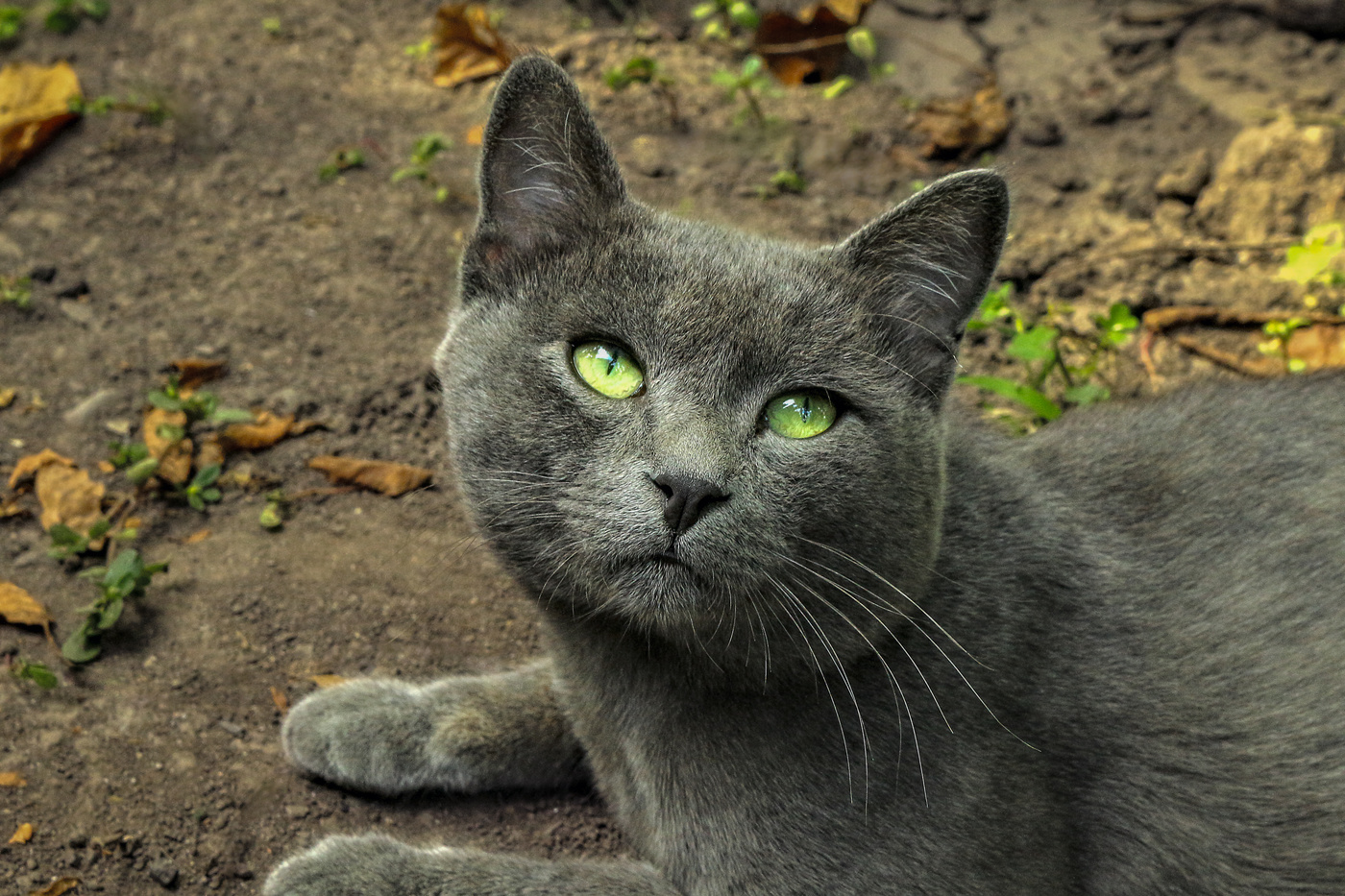 Зеленоглазый.