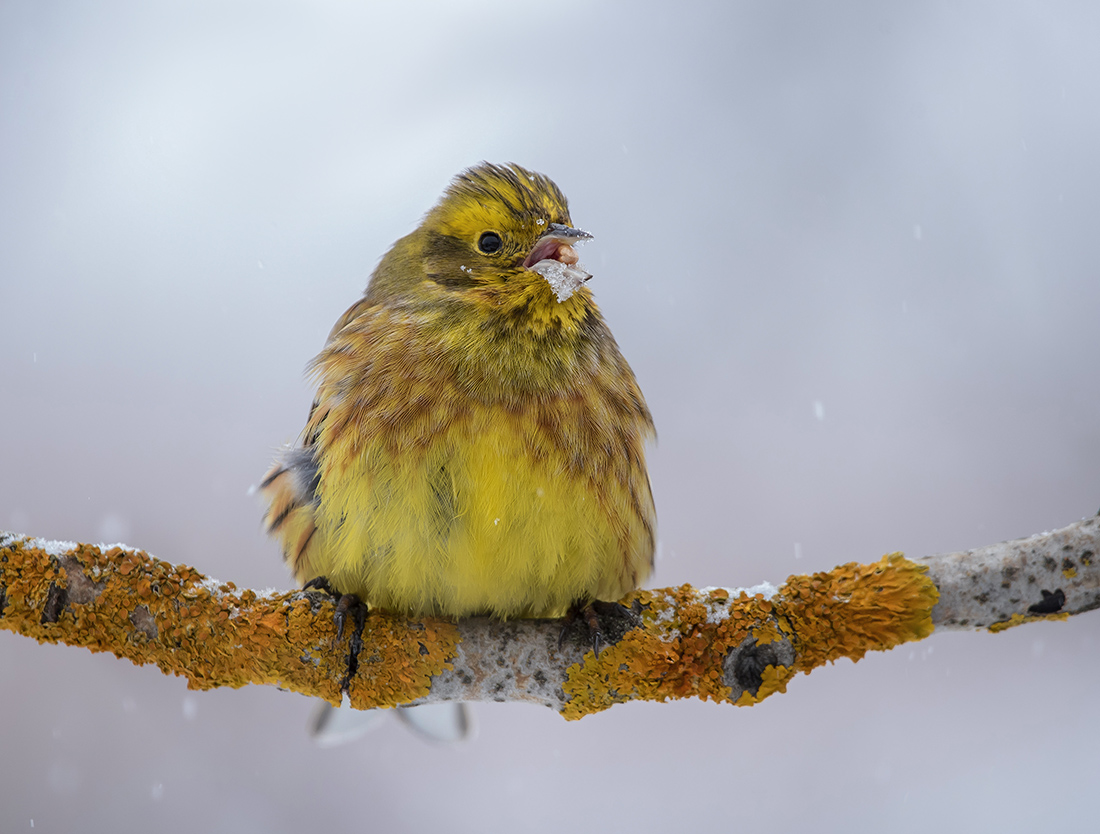 "...нас и здесь не плохо кормят"
