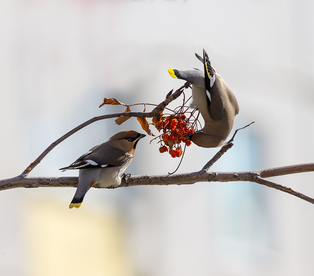 Фигурное питание