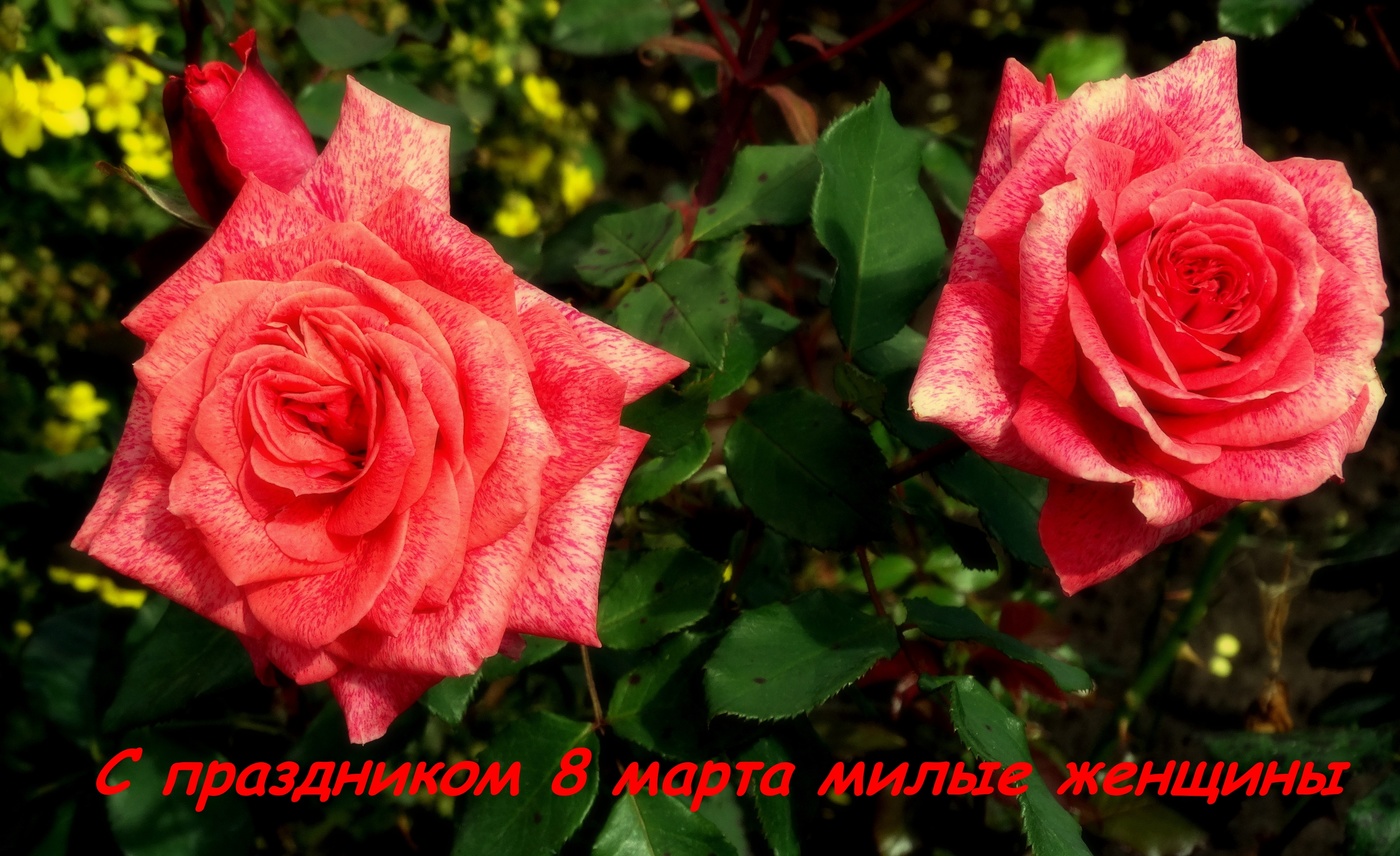 С праздником 8 марта неподражаемые, дорогие, любимые