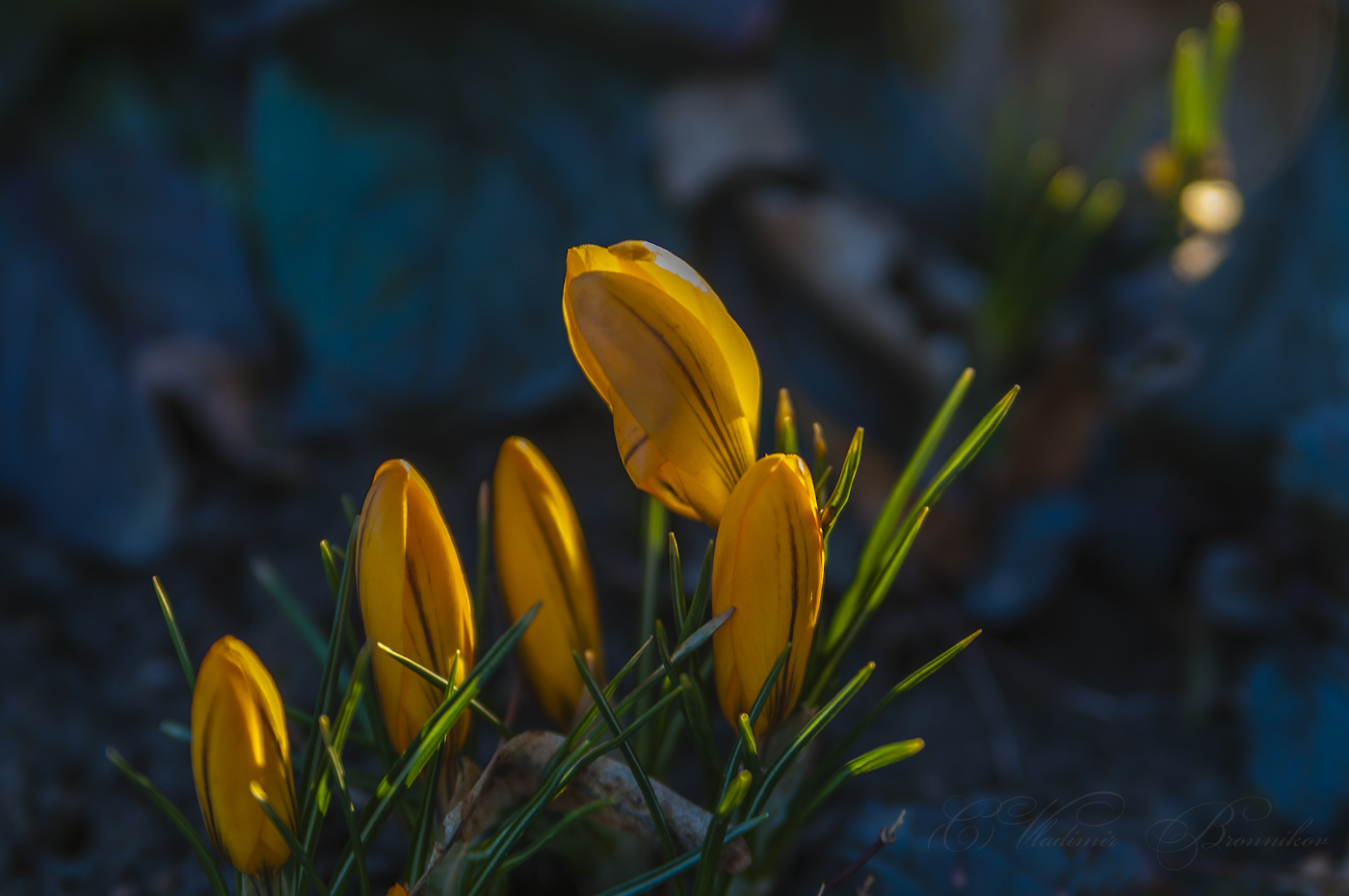 Вечерние крокусы