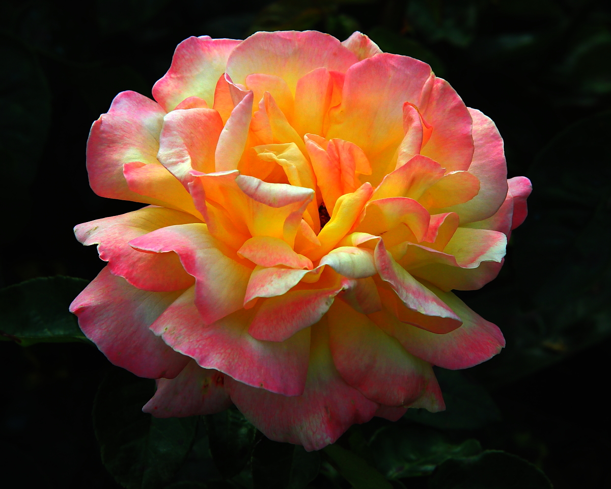 С Праздником милые женщины !!!