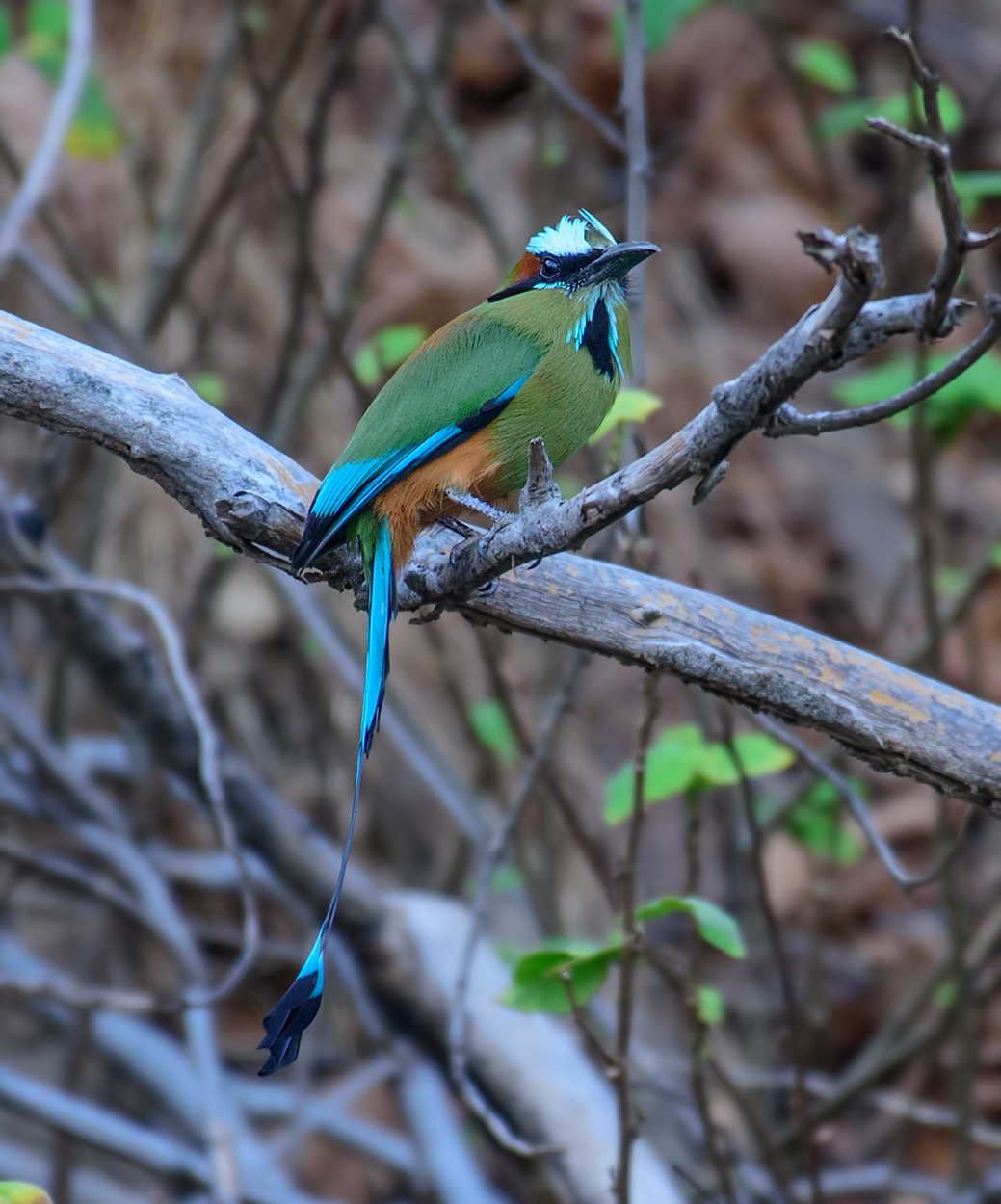 Turquoise-browed Motmot (Eumomota superciliosa)