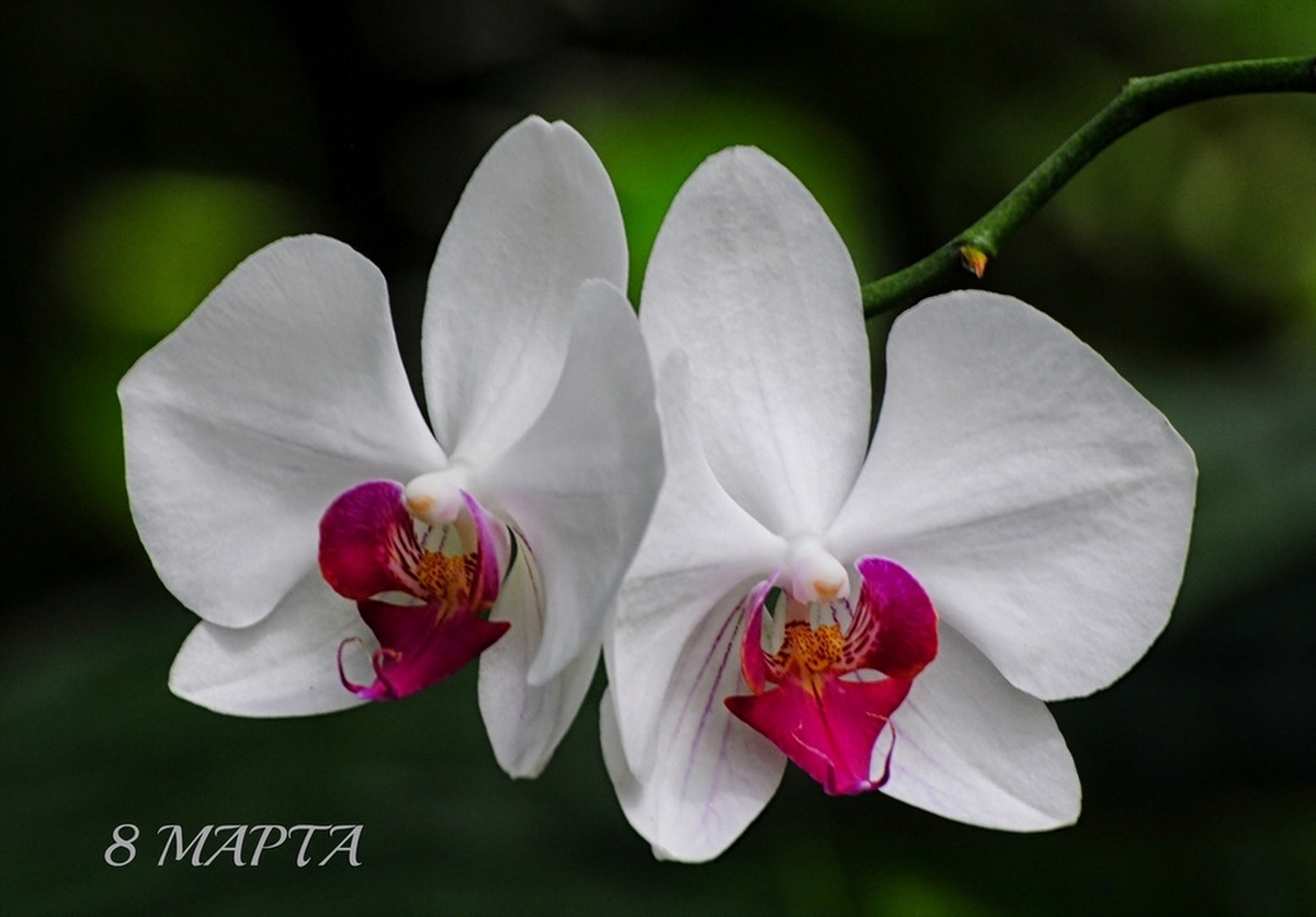 С Праздником 8 Марта!