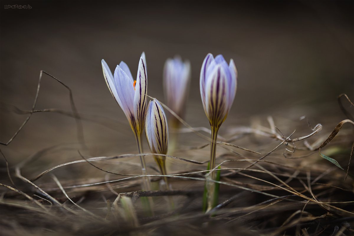 Крокусы. Восьмое марта.