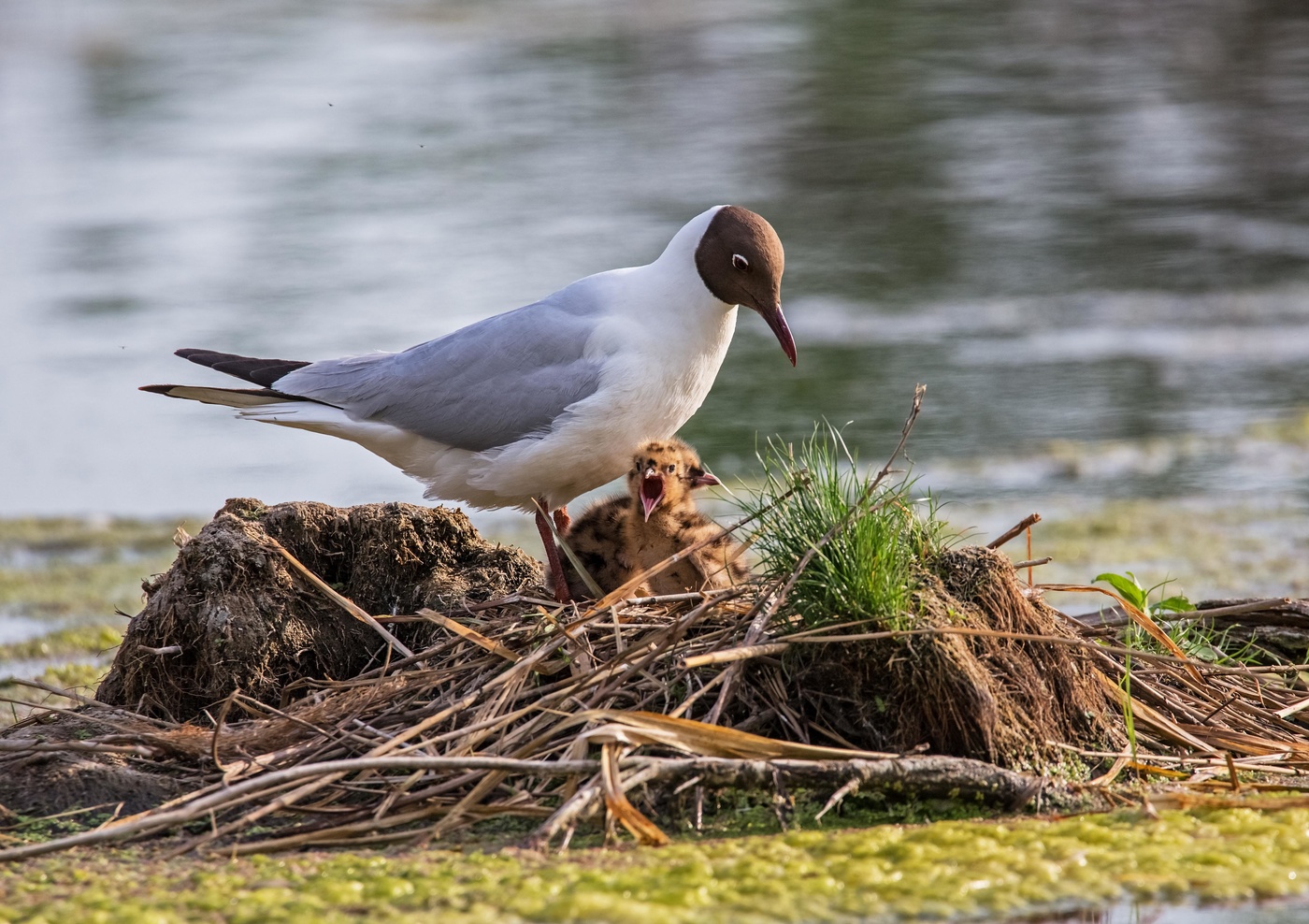 Ну что ты кричишь?