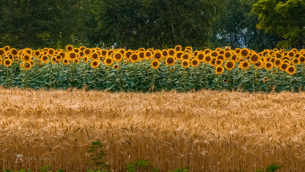 Подсолнухи и пшеница
