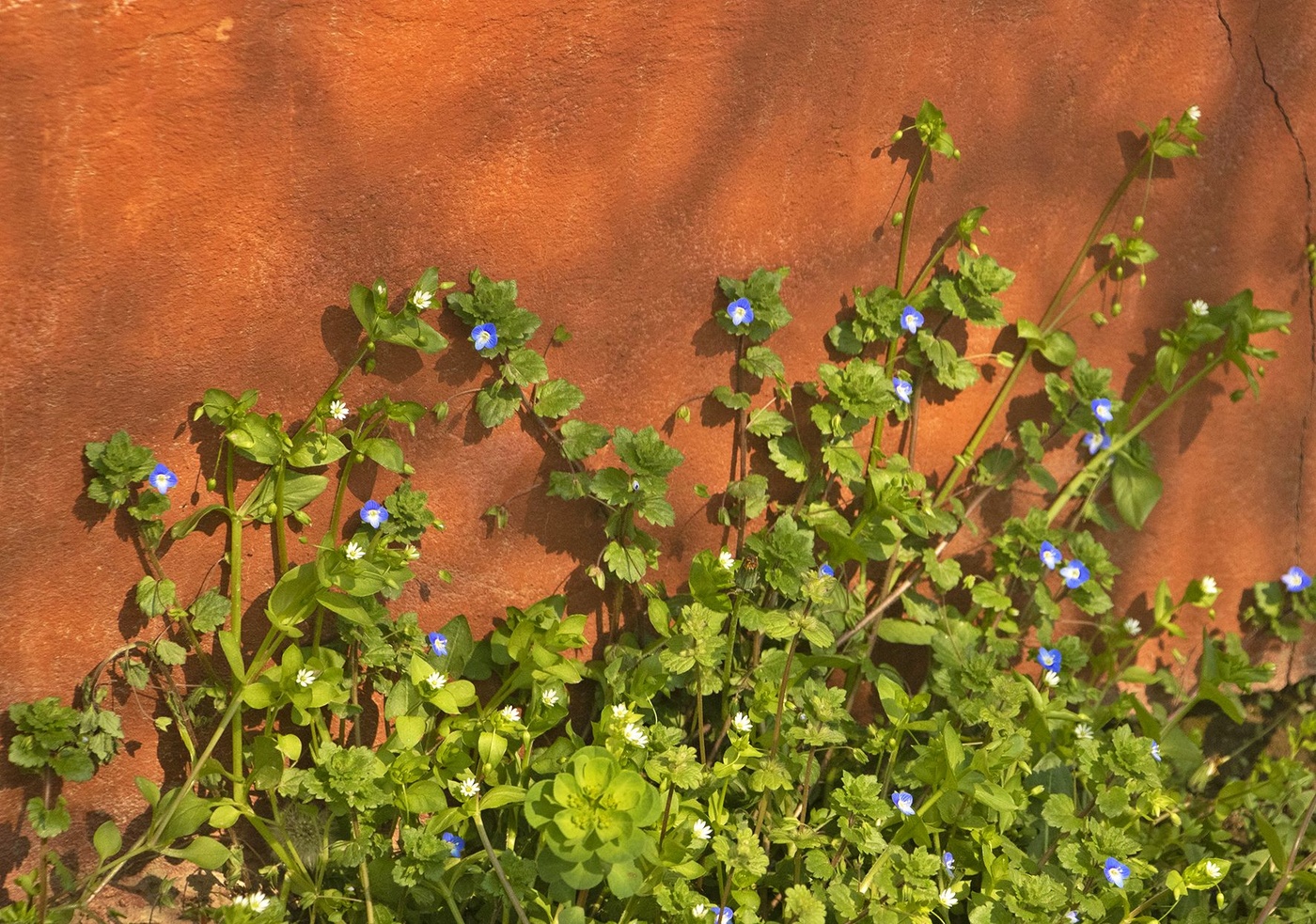 Весну не ставьте к стенке!
