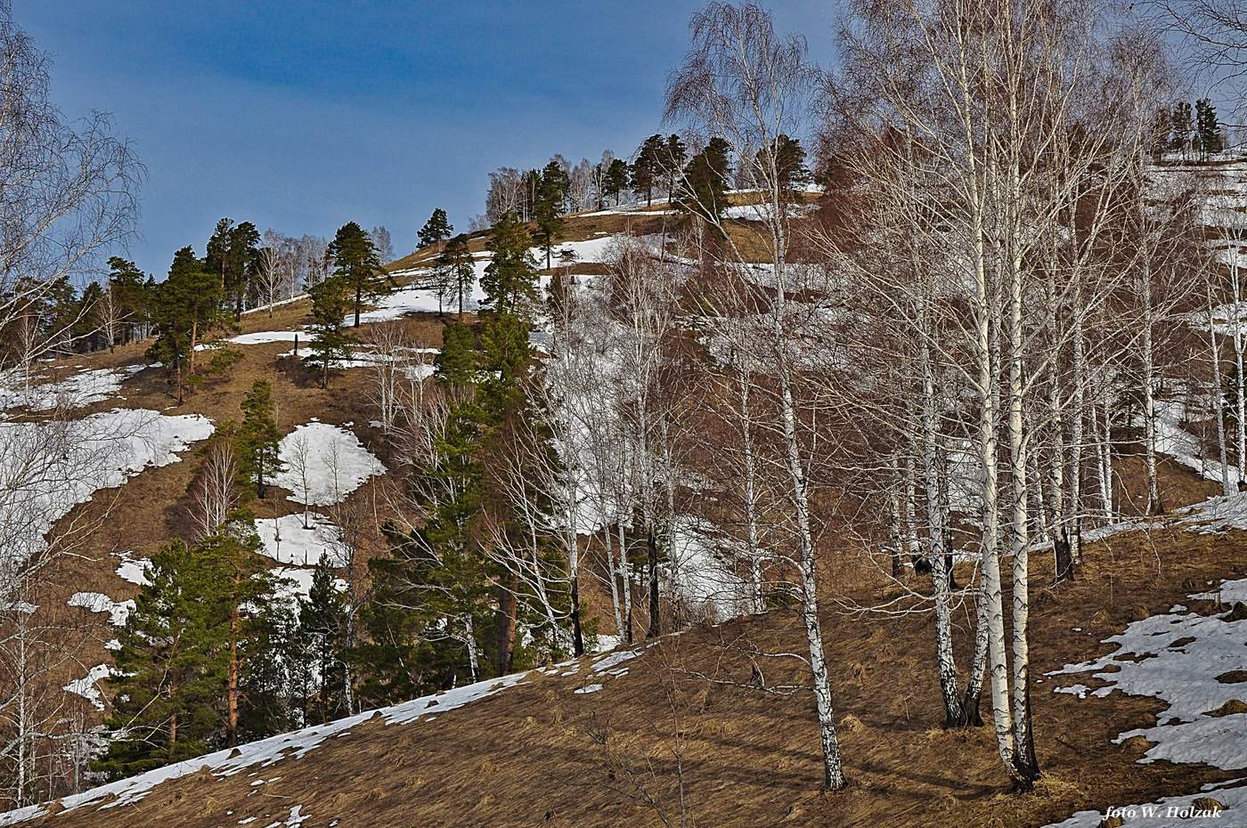 Весенний лес