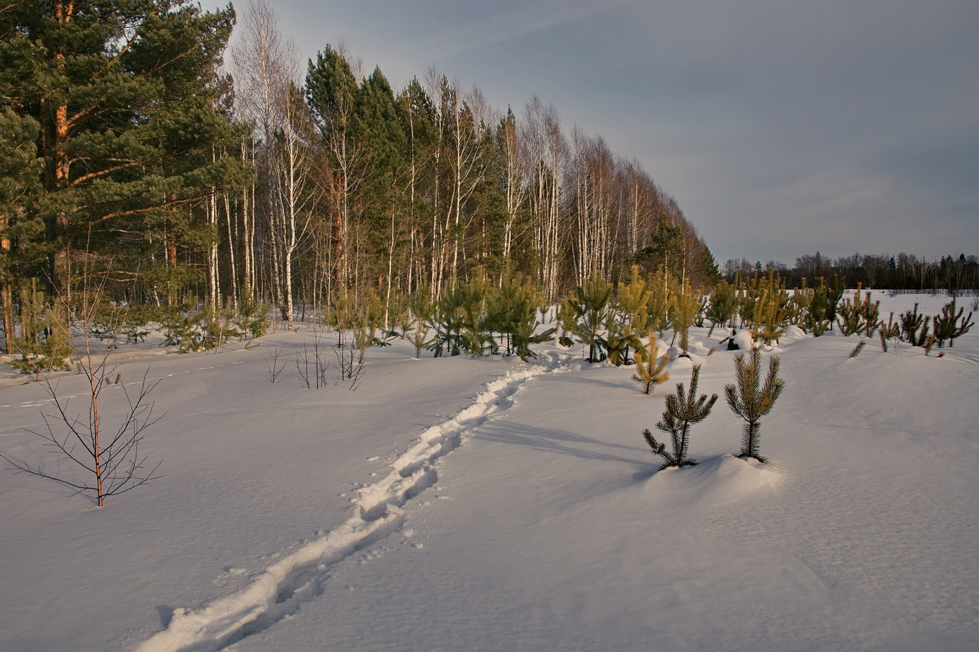 На лесной опушке.