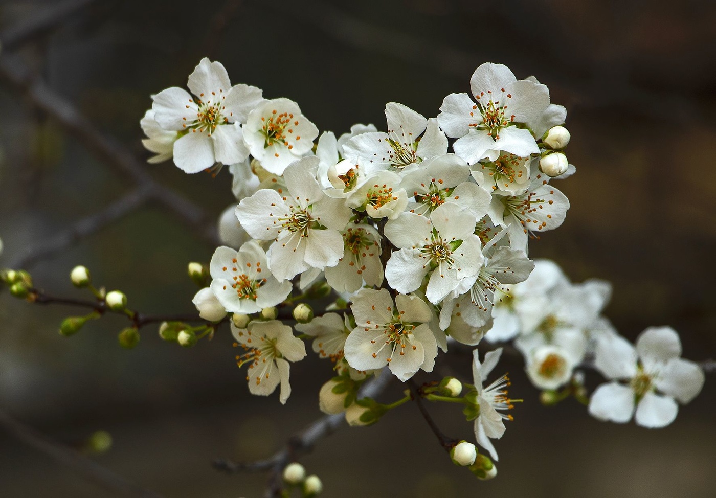 Весеннее волшебство