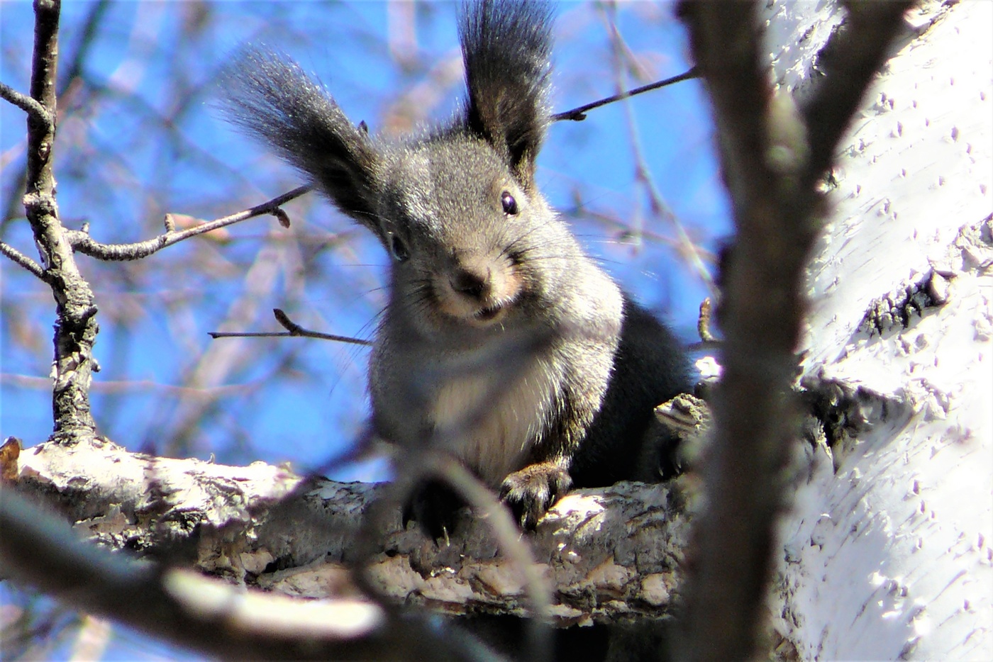 Белочки бывают разные