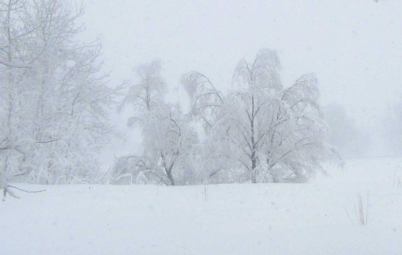 Снежная пелена