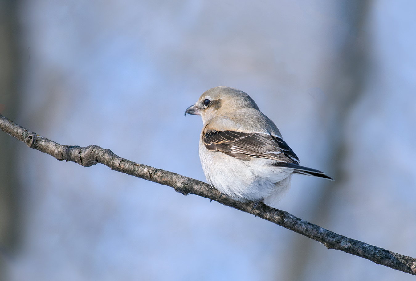 Northern Shrike (Lanius borealis)