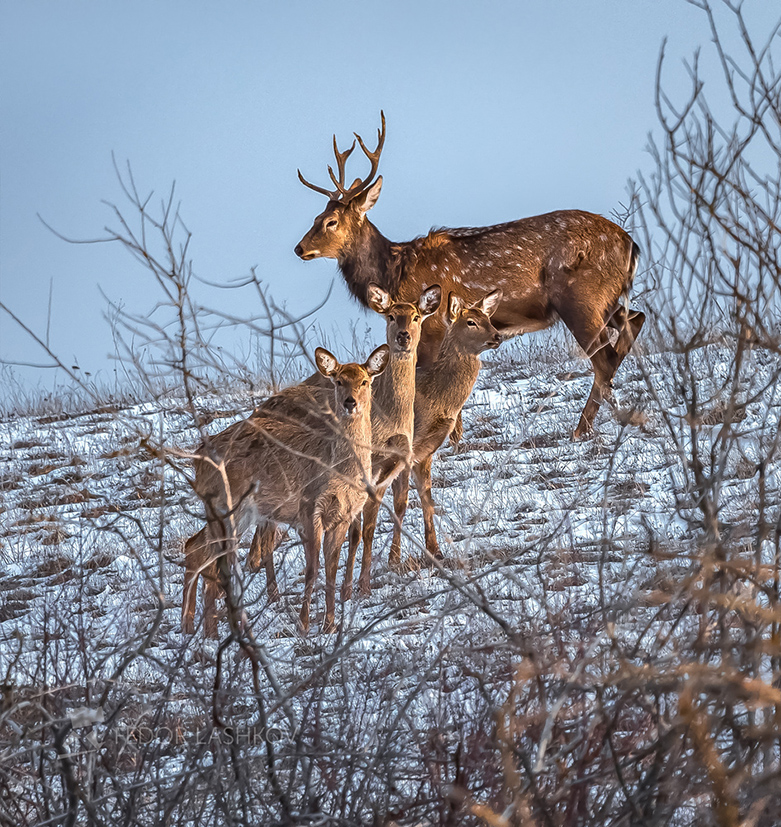 Бдительность