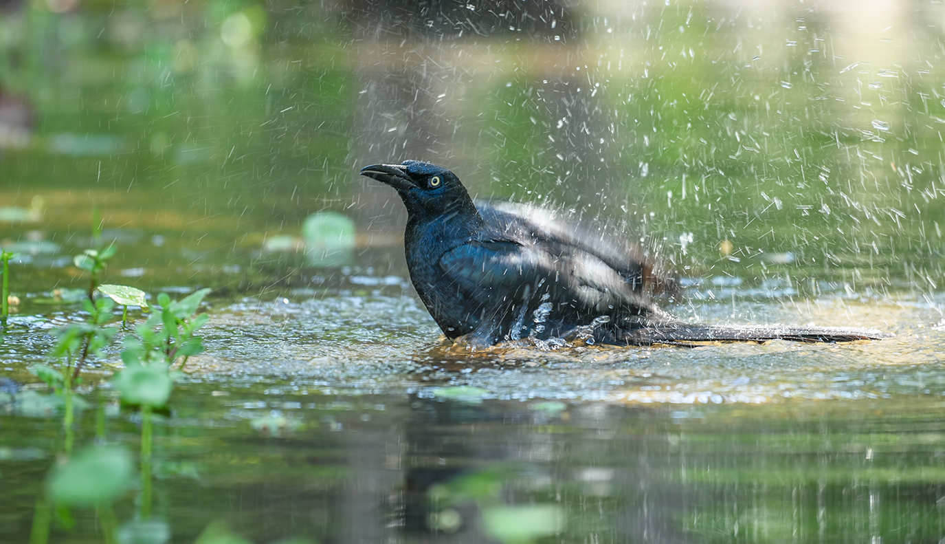 Nicaraguan Grackle (Quiscalus nicaraguensis)