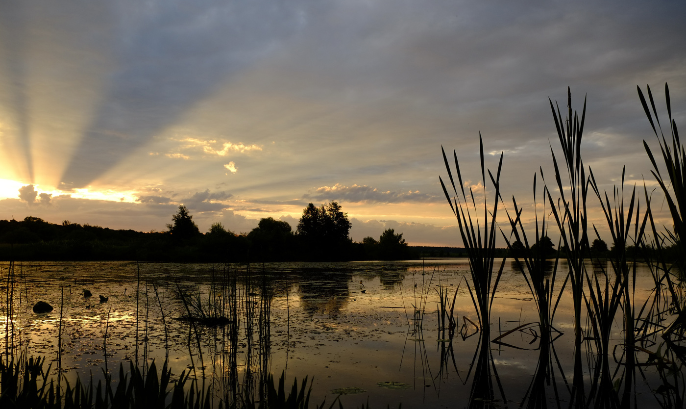Летнее утро.