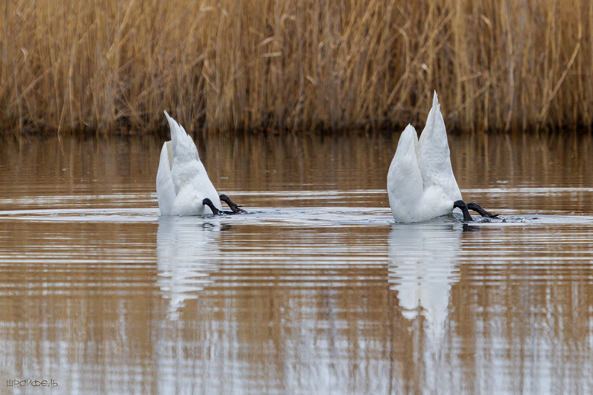Гузки-лебеди