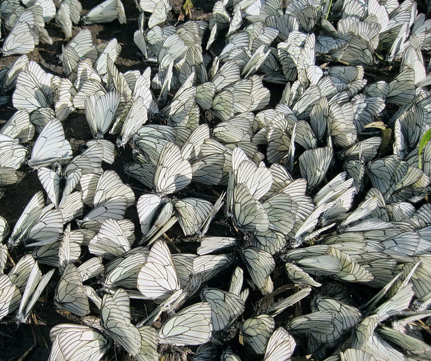 Видимо невидимо