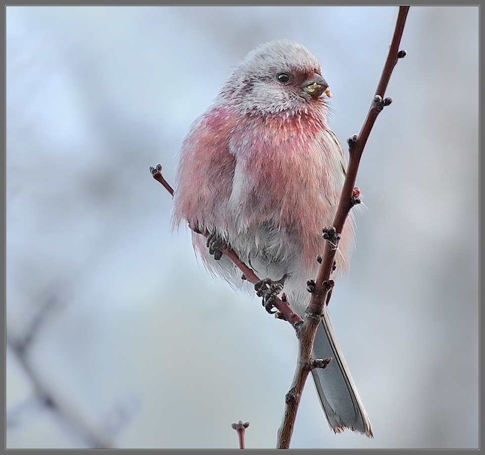 Попался с поличным