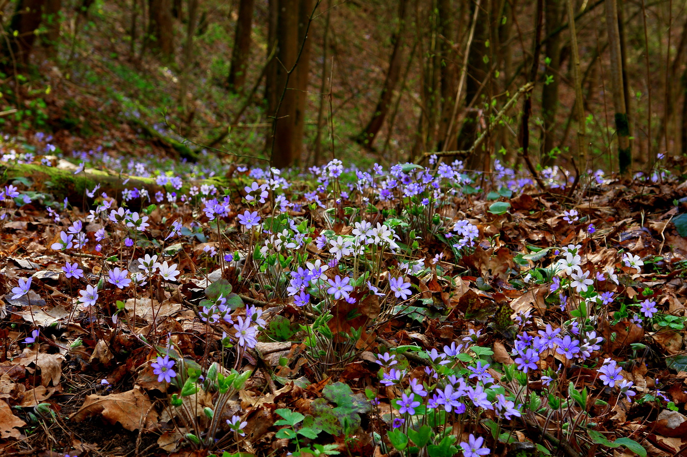 Видимо невидимо