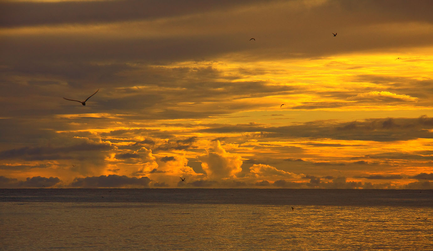 Вечер на острове Бёрд
