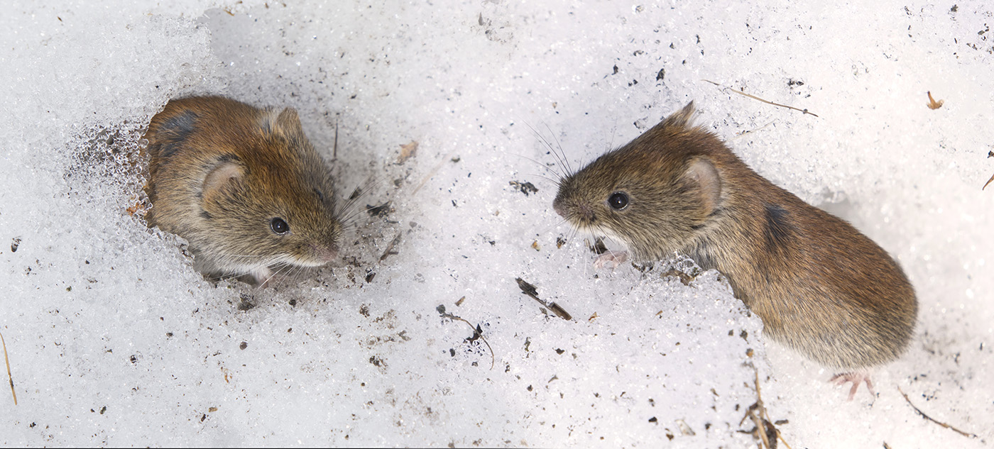 Видимо невидимо