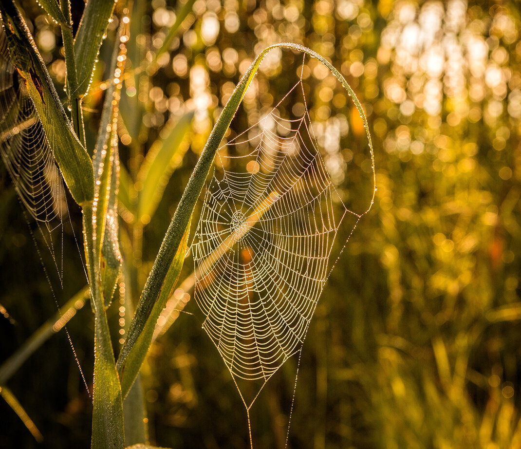 Видимо невидимо