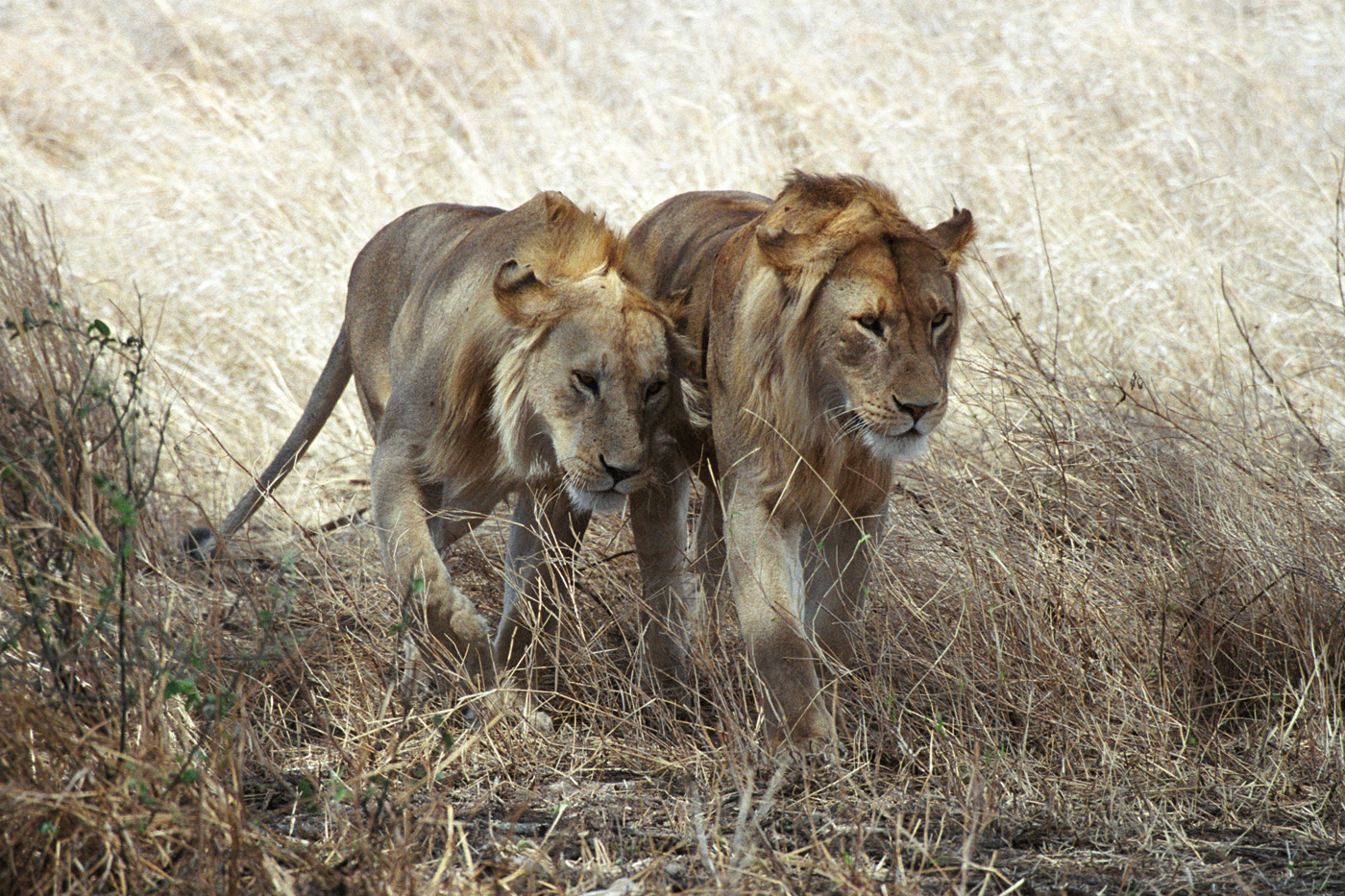 Грация и нежность