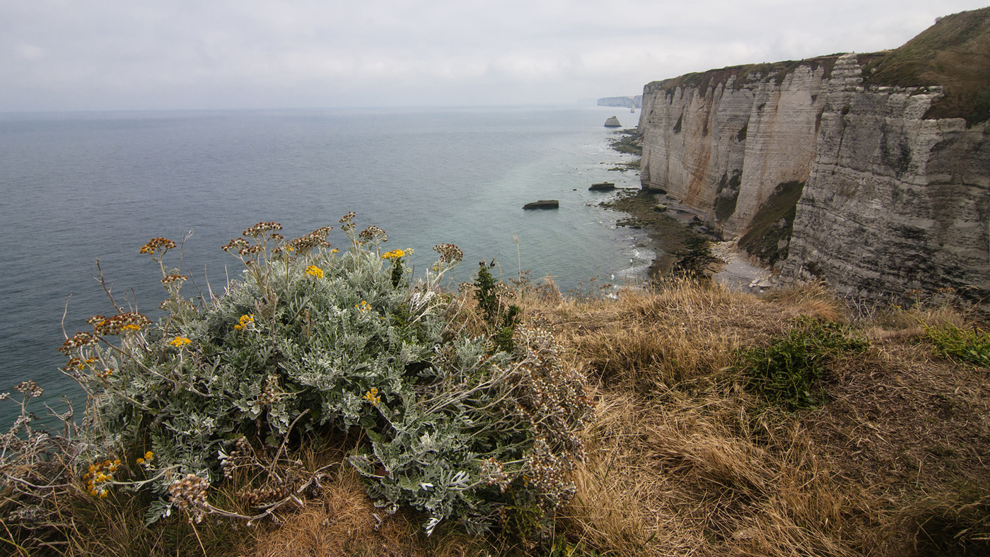 Букет Нормандии