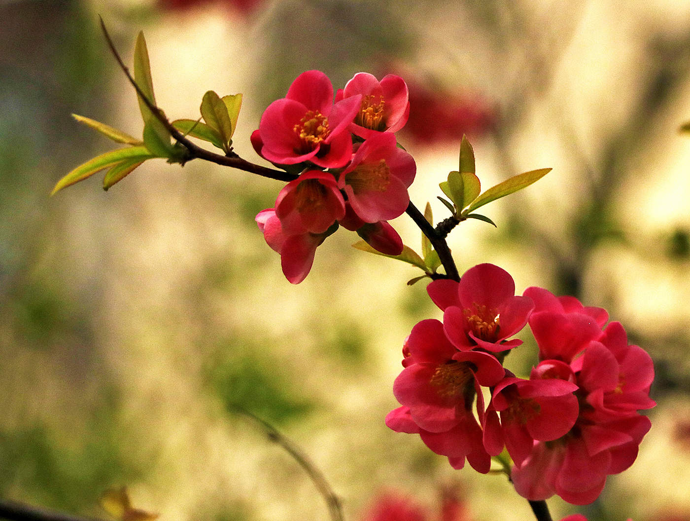 Вот и японская айва зацвела...