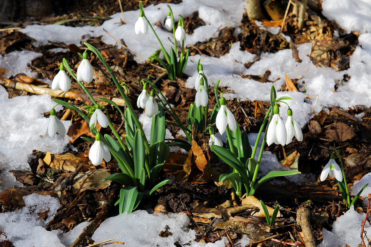 Настоящие подснежники