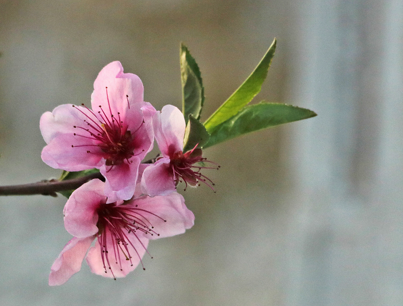 Персиковая нежность