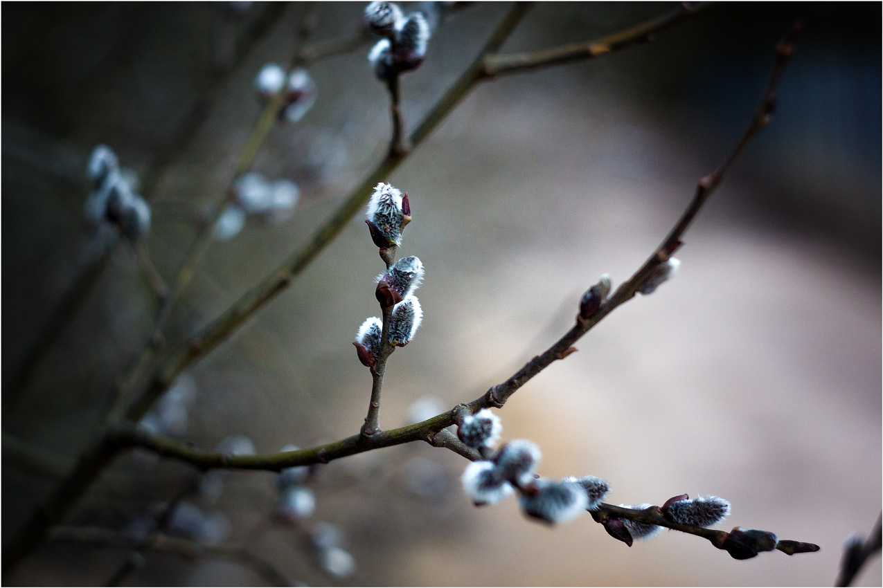Верба зацвела - пришла весна!