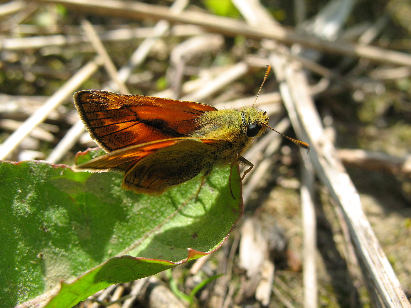 Бабочка толстоголовка на отдыхе