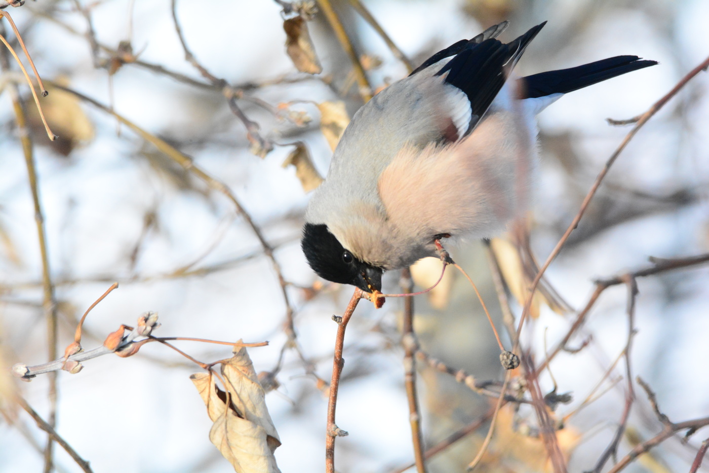 Снегиречка.
