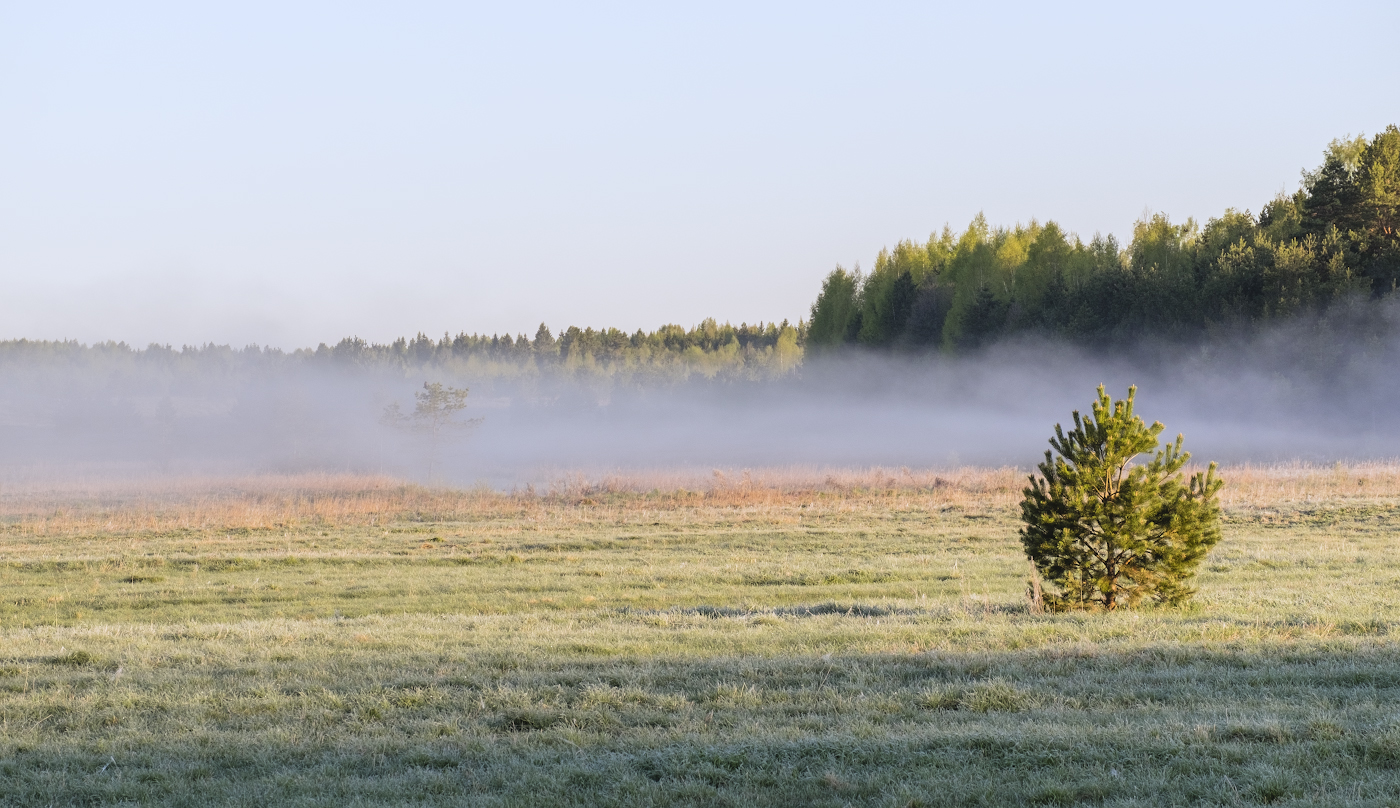 Между тенью и туманом