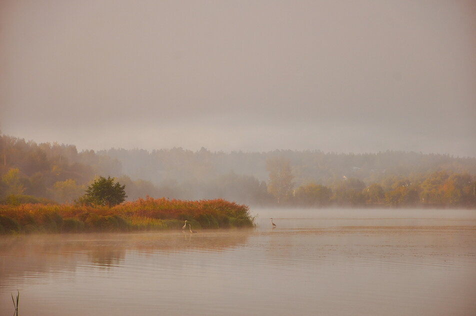 Цапли на озере.