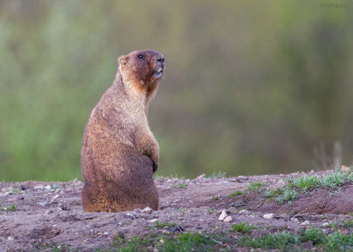 Добродушная зверюга
