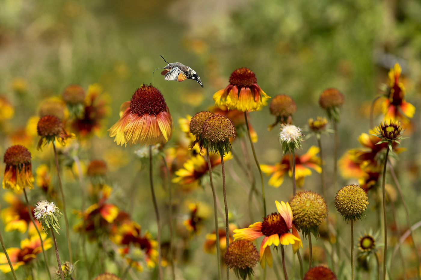Бражник языкан