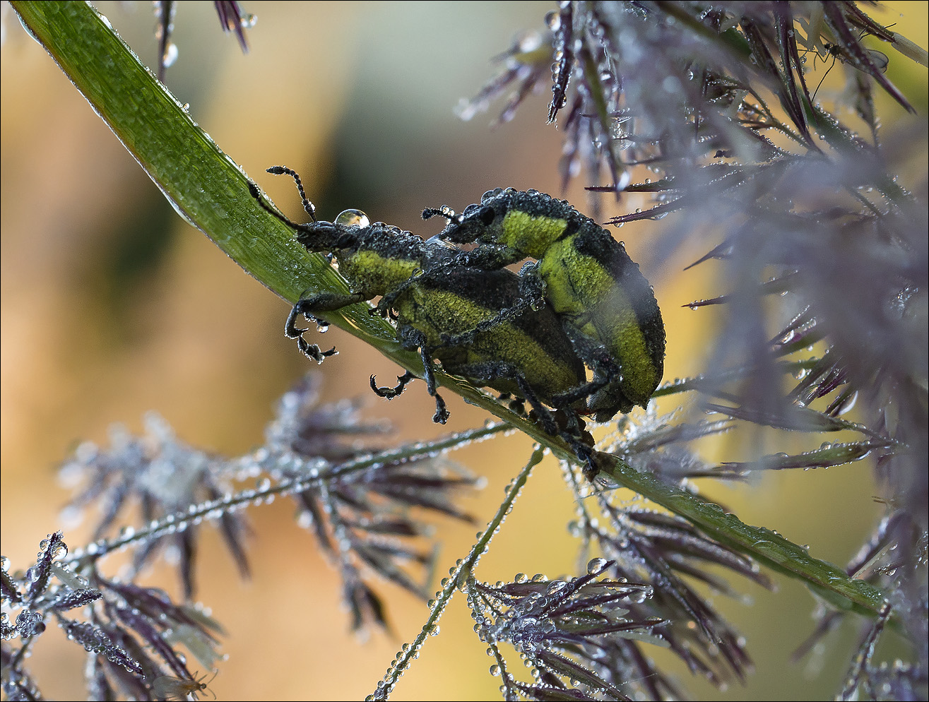 мимо проходил