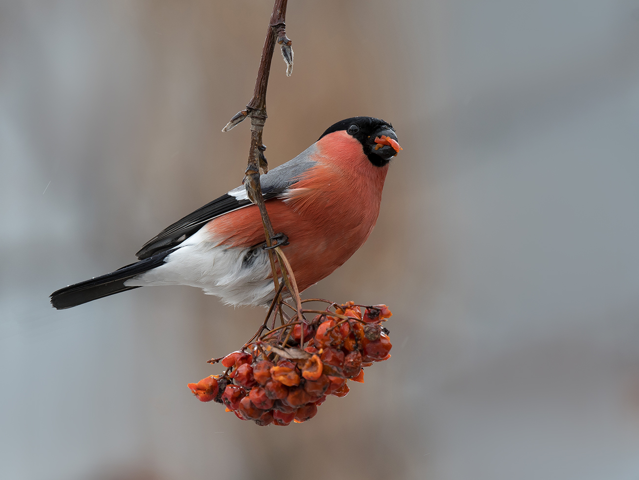 Обед снегиря