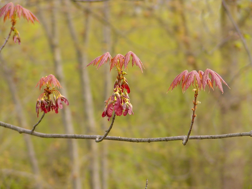 три девицы..