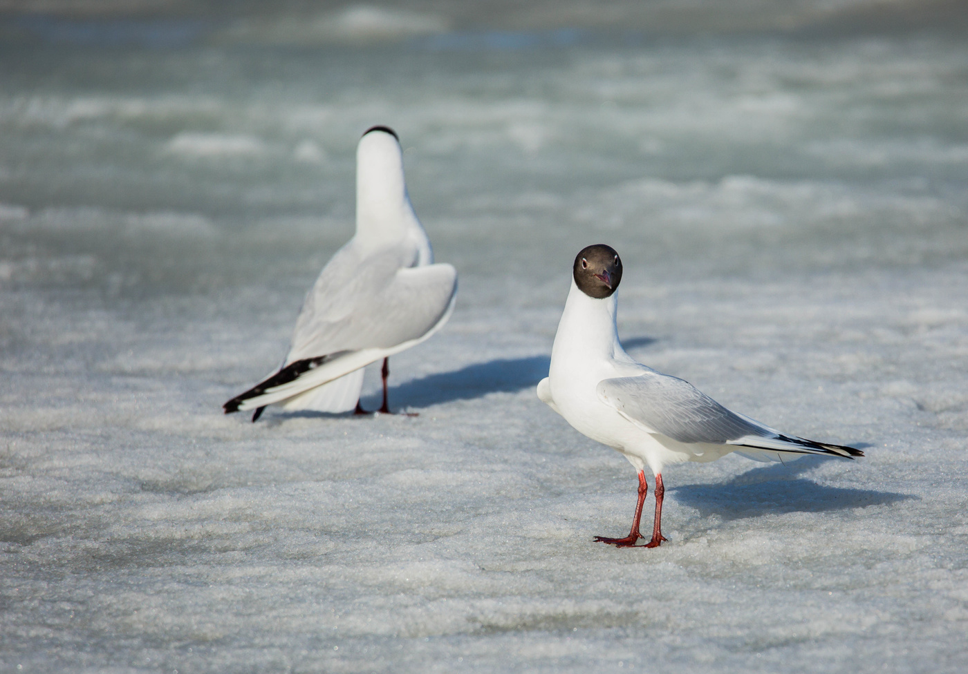 Противоположности